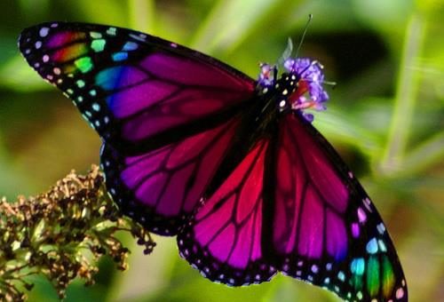 Generic photograph of a butterfly