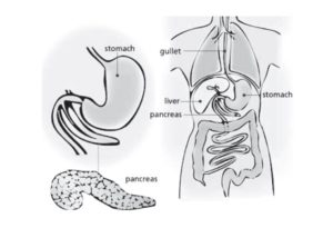 the diagram shows where the pancreas is located