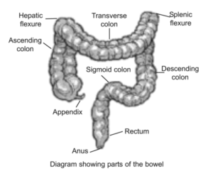 Diagram showing the parts of the bowel.
